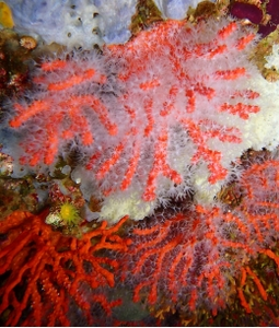 Heatwaves could reduce the survival of coral larvae and the connectivity of coral populations in the Mediterranean Sea