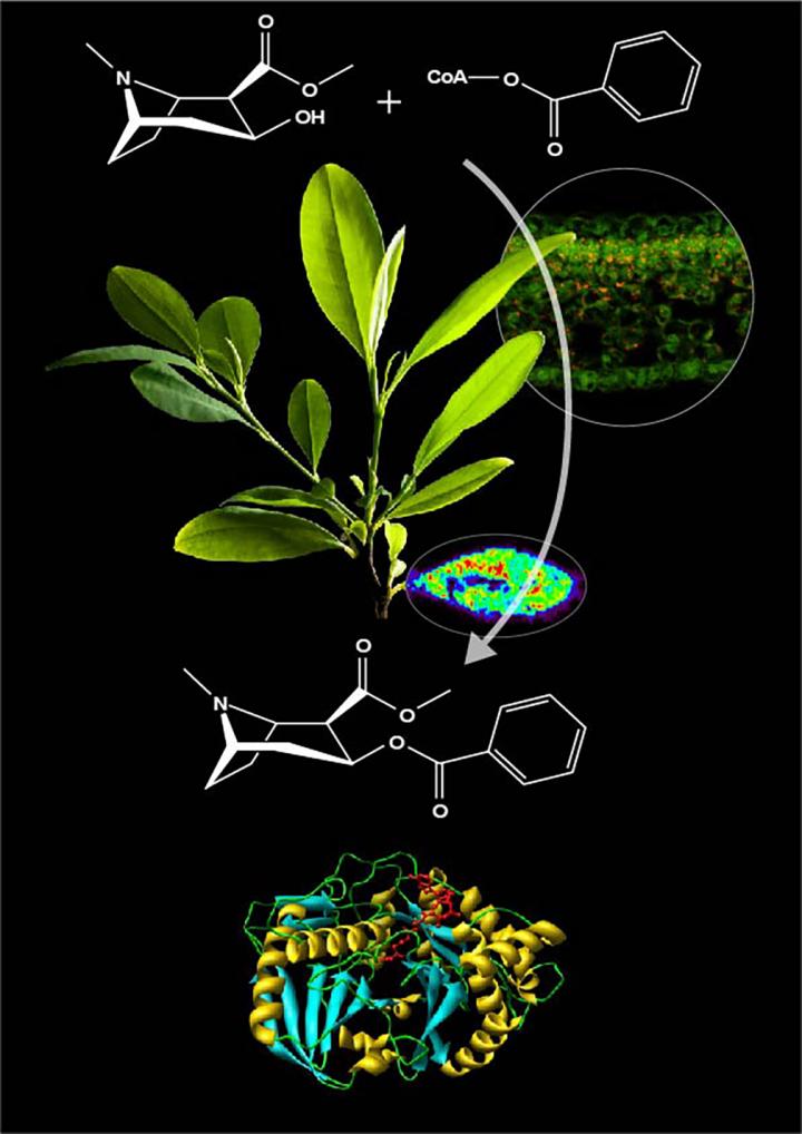 The Genus Erythroxylum