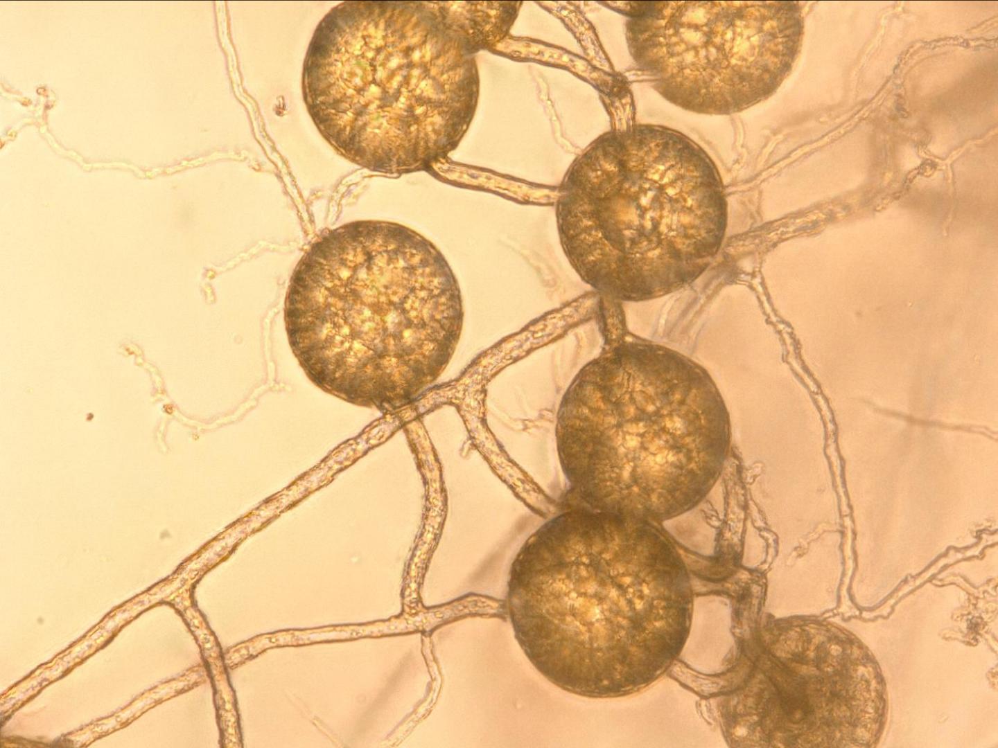 Fungi Spores Germinating