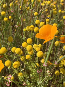 Stinknet and poppies