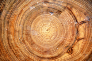 Tree Ring Data