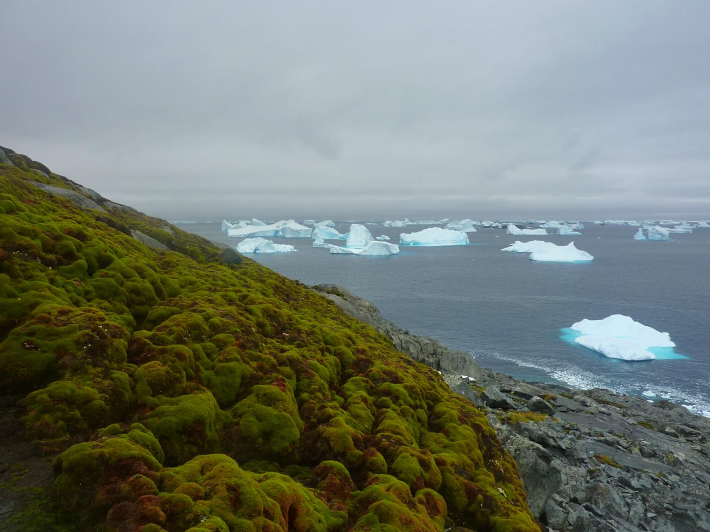 Moss Bank Surface, Green Island