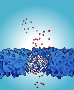 Porous structure that contributes to the initiation of fusion between the virus and host membrane