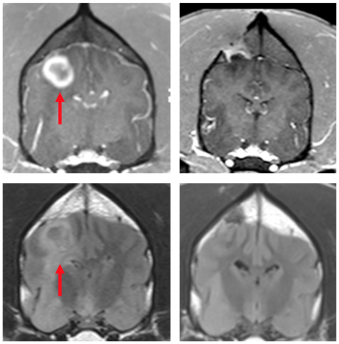 Glioblastoma tumor in dog