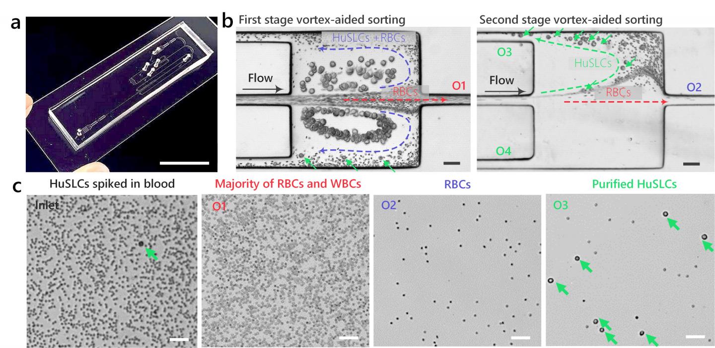 Sorting and Purification of Human Cancer Stem-Like Cells from Human Blood