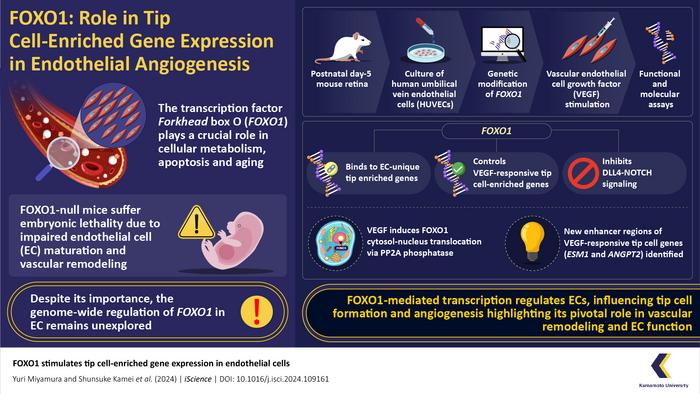 FOXO1: Role in Tip Cell-Enriched Gene Expression in Endothelial Angiogenesis