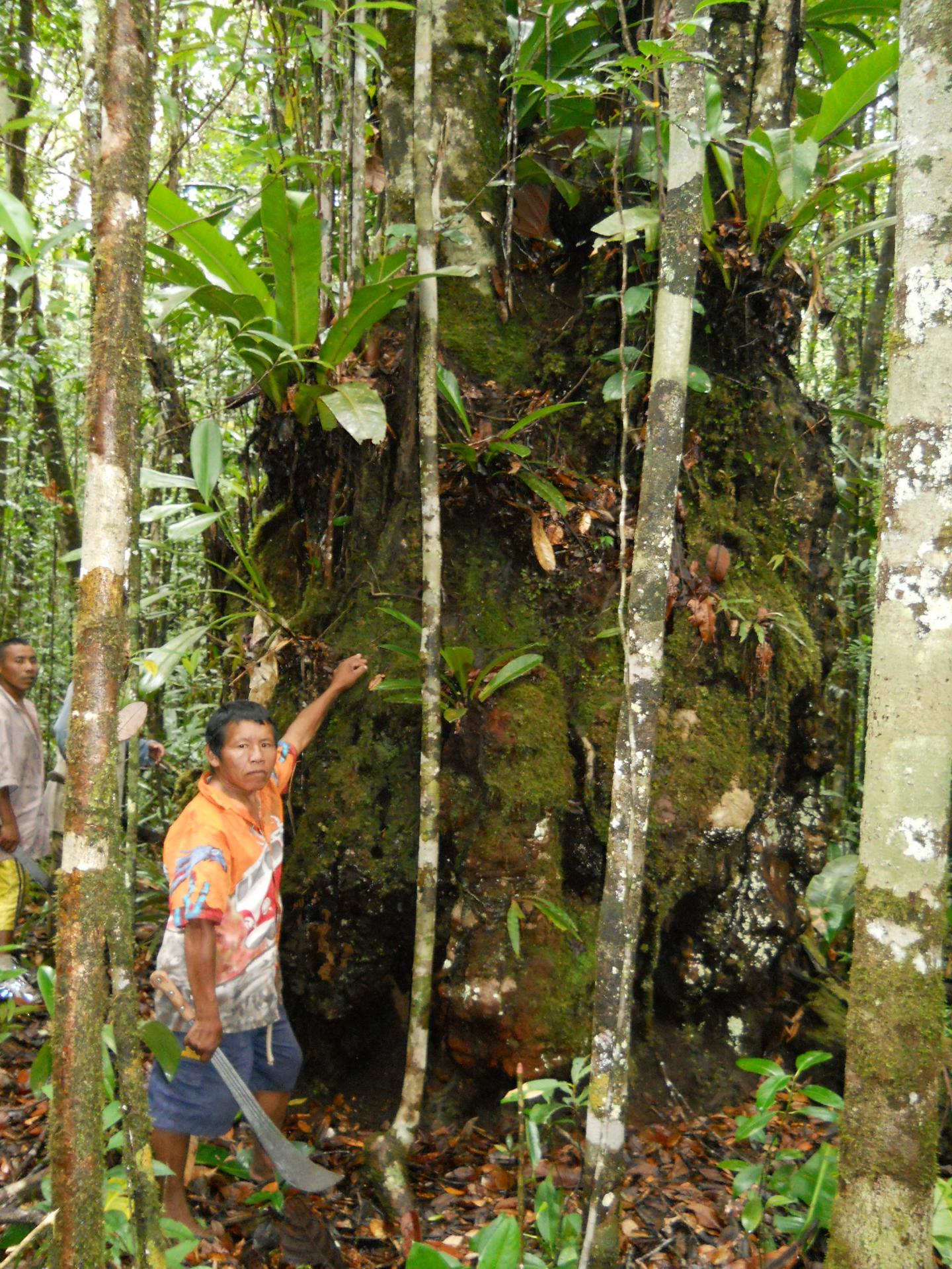 More Than Half of All Amazonian Tree Species Threatened (3 of 10)