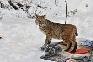 Tagged bobcat