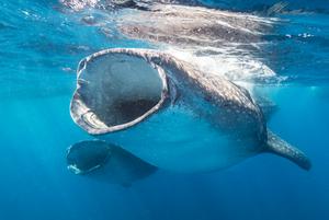 Whale shark in ocean