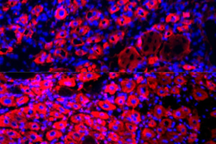 Rejuvenated Muscle Tissue in Mice