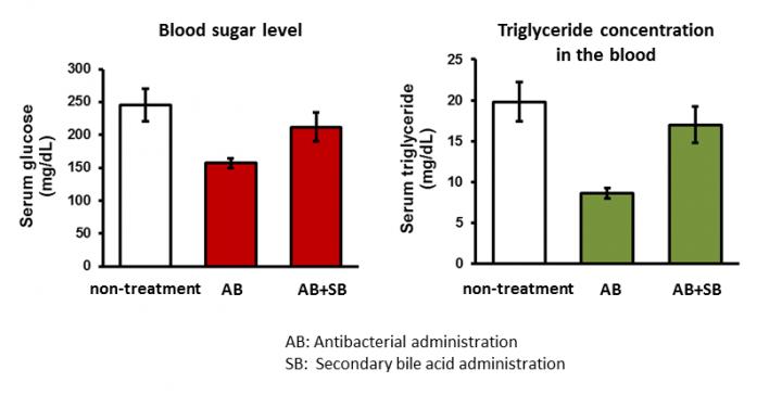 Changes to Blood Sugar and Lipid Concentrations by Antibiotics and Secondary Bile Acid Admin