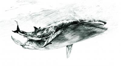 Whale Illustration