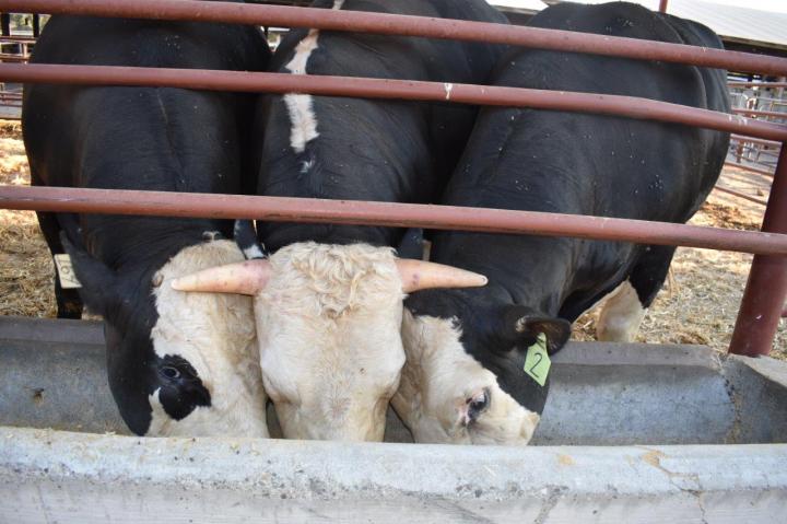 Genome-Edited Hornless Cow