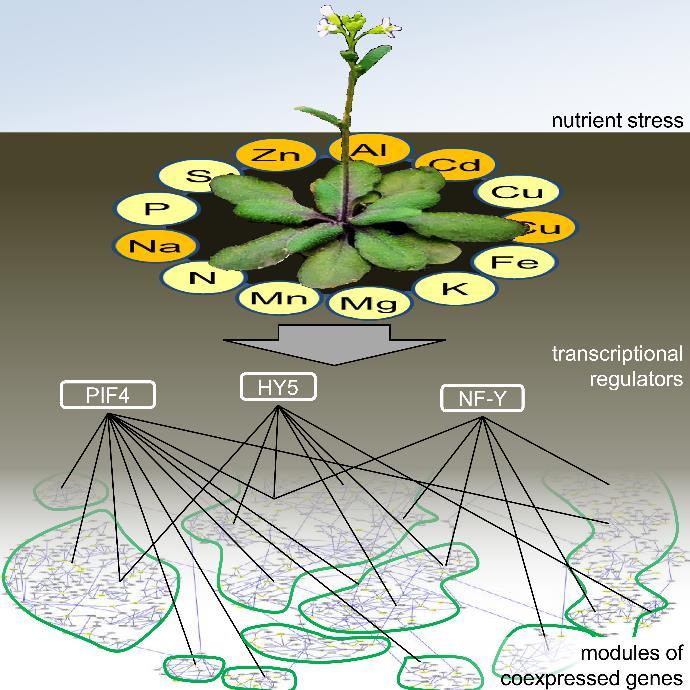 Nutrition Management in Arabidopsis