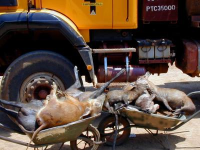 Wheelbarrows of Bush Meat