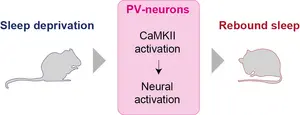 CaMKII in PV-expressing neurons promote rebound sleep