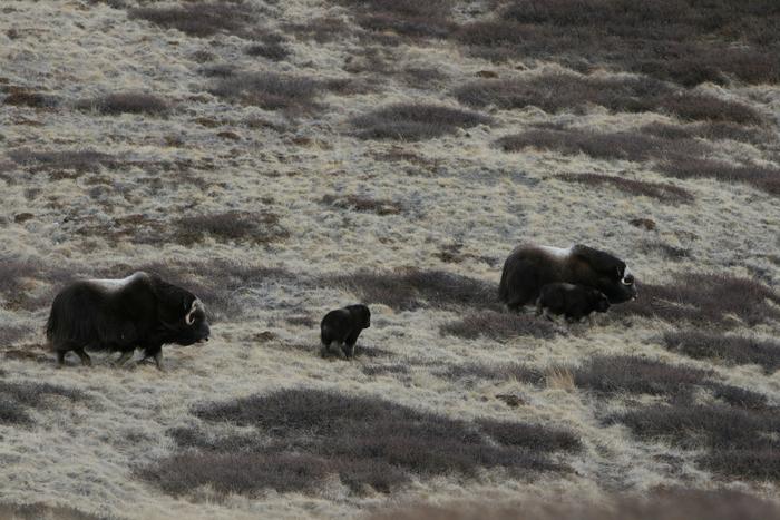 Female muskoxen