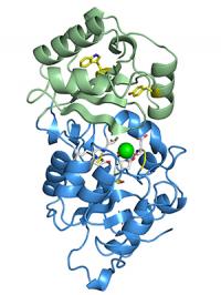 PfHAD1 Protein