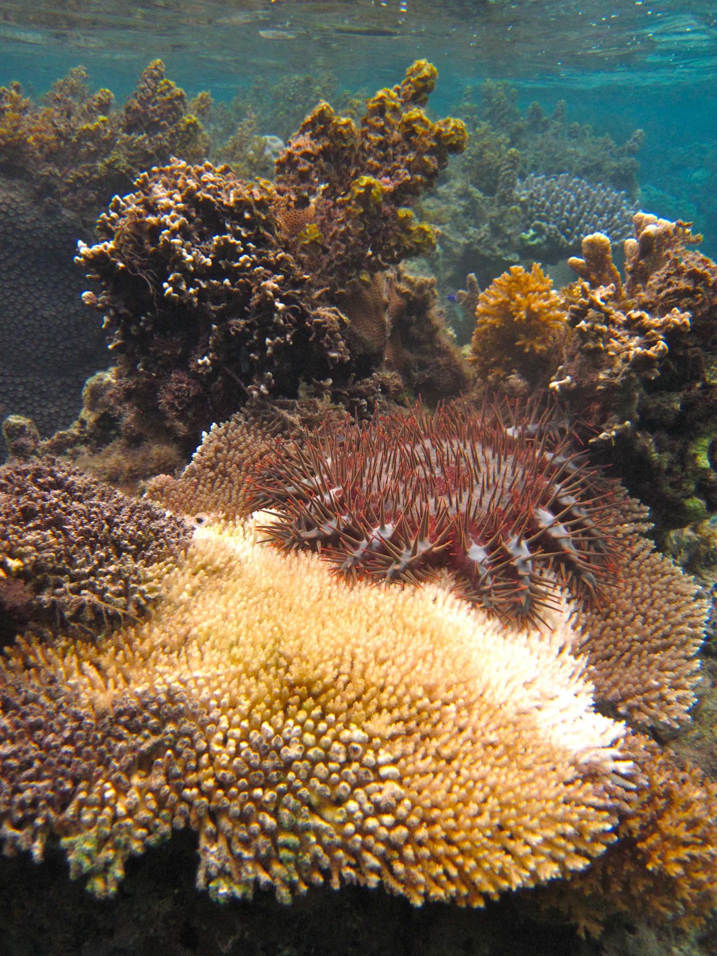 Crown-of-Thorns Sea Star
