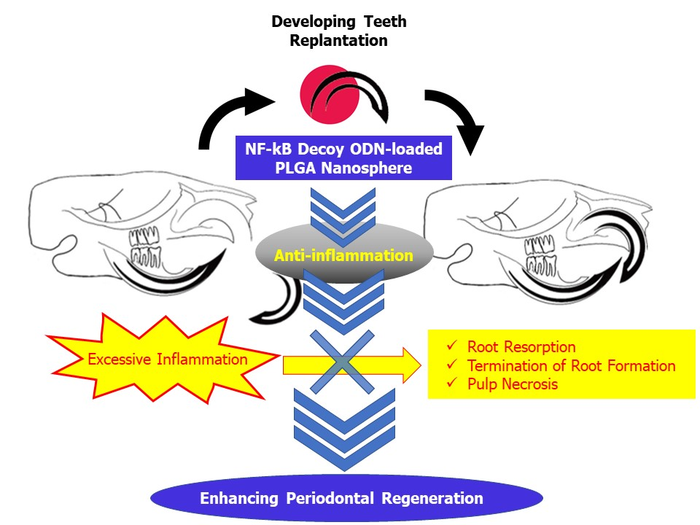 Application of nucleic acid medicine innovates replantation of developing teeth