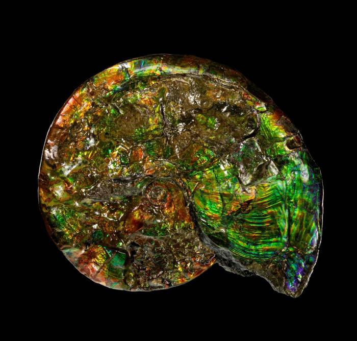 Iridescent opalized ammonite