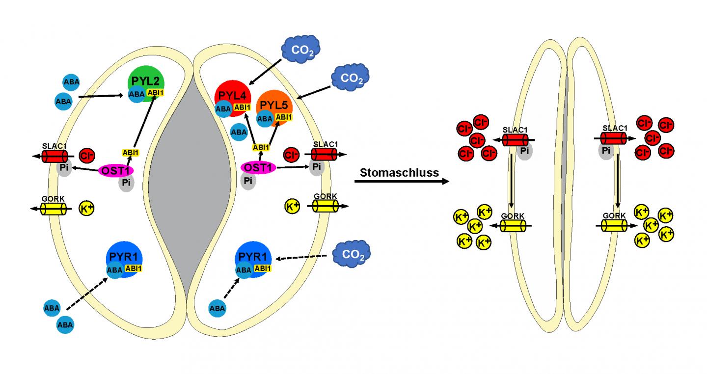 Schematic Illustration of the Regulating Processes at the Guard Cells