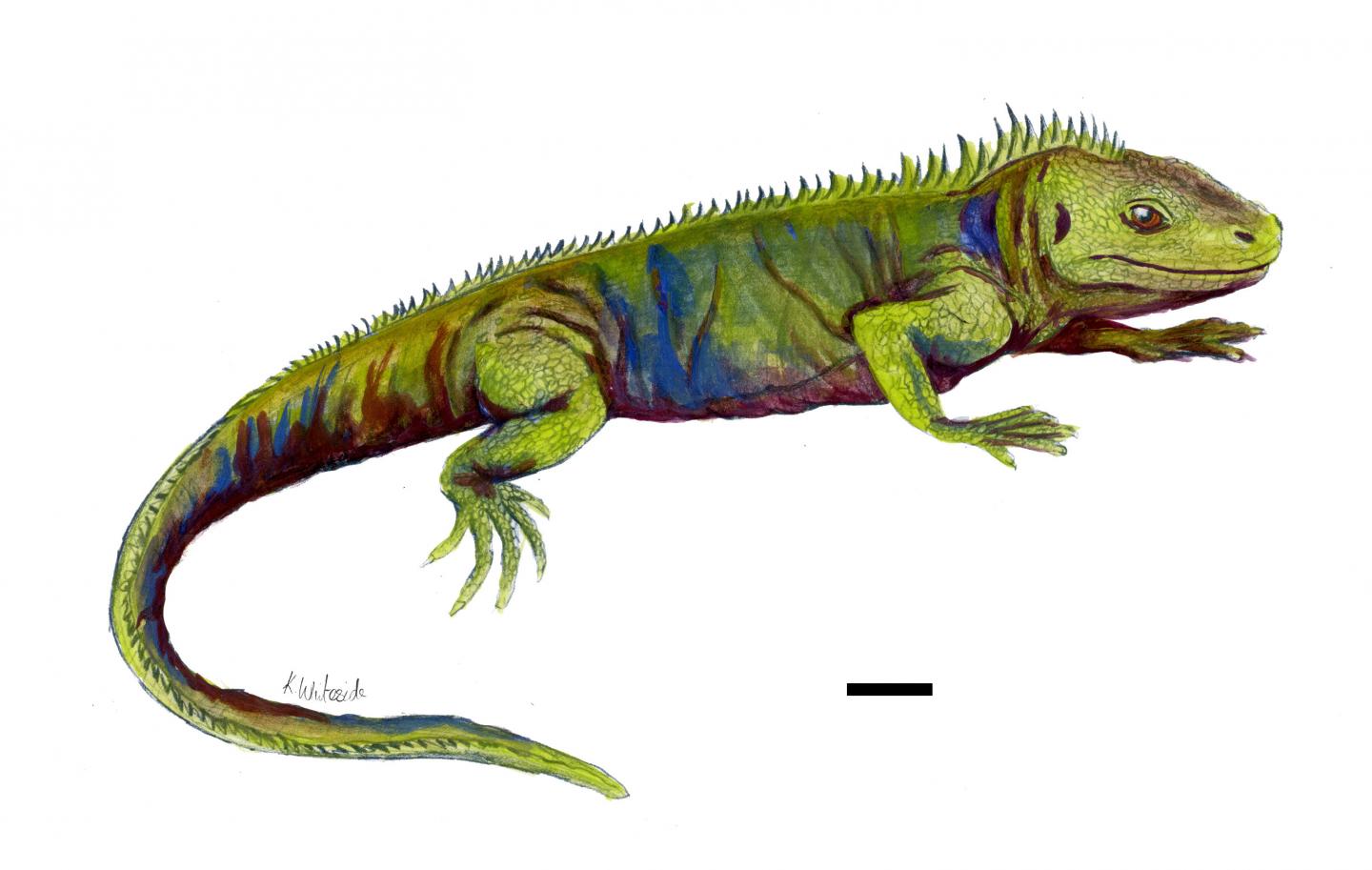 <I>Clevosaurus sectumsemper</I>