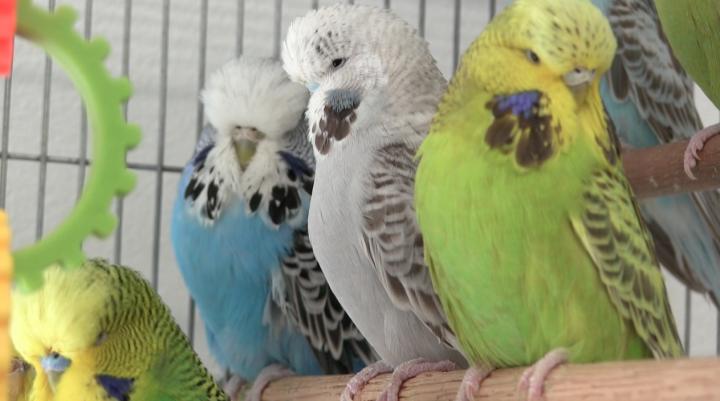 Budgies Close Up