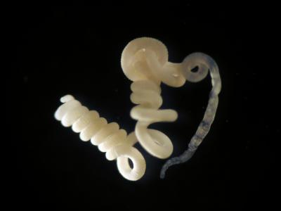 <I>Olavius algarvensis</I>