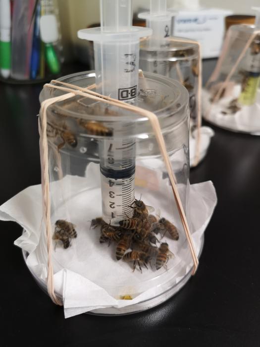 Honey bees in experimental cage