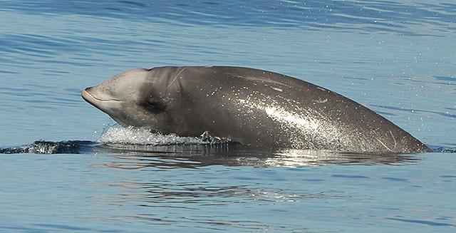 Beaked Whale off Southern California