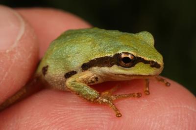 Pacific Chorus Frog -- A Carrier of a Deadly Amphibian Disease (2 of 2)