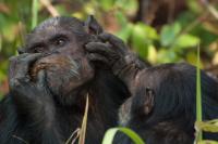 Gombe Chimpanzee