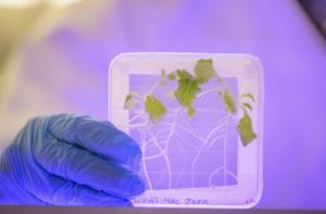 Salad in space? New study says it's not a hea - Vimarsana News