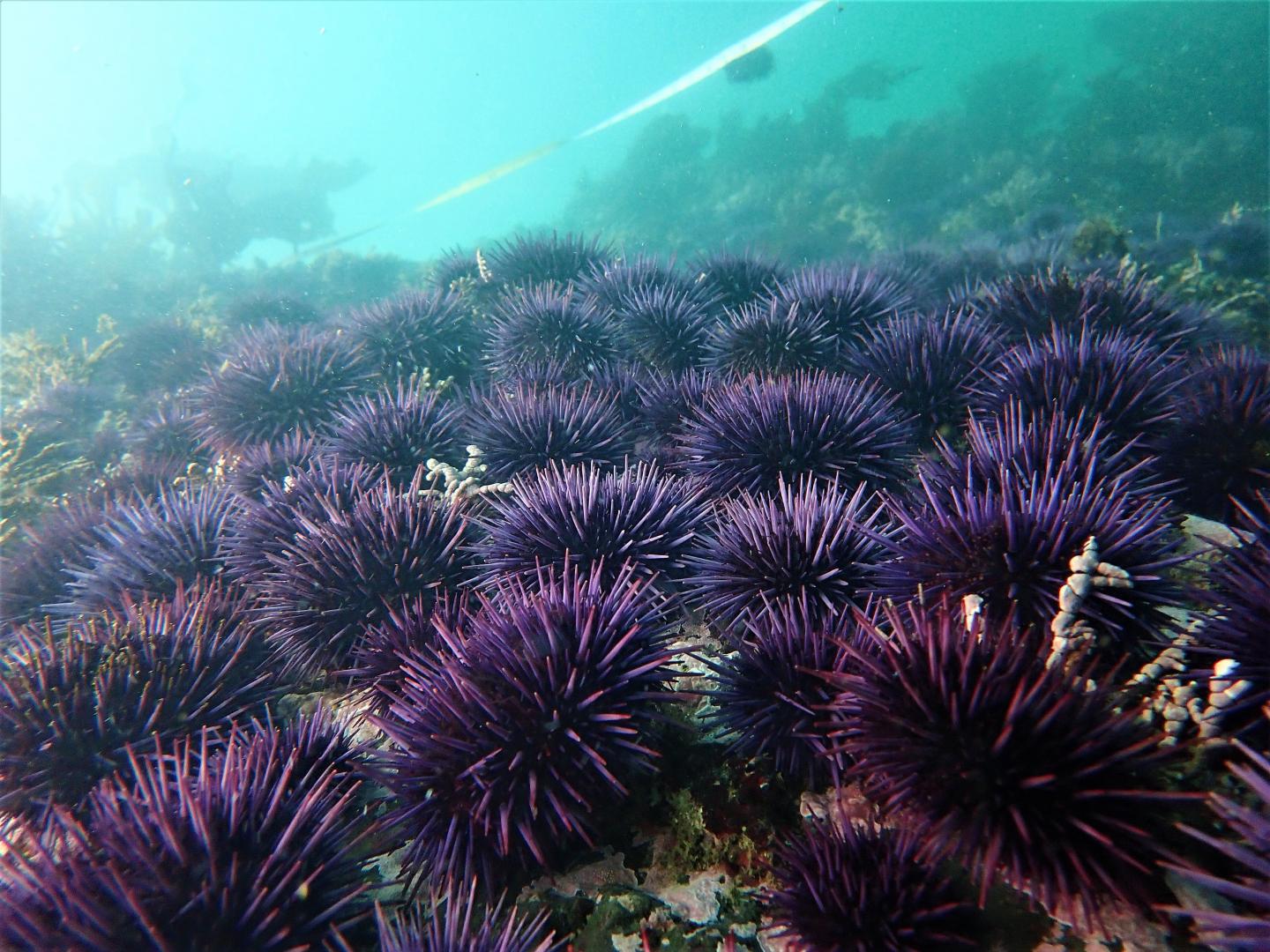 Urchin barren