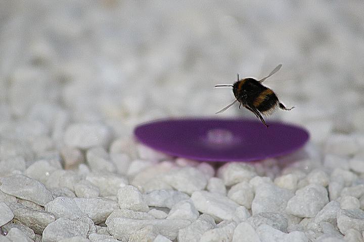 Male Bumblebee
