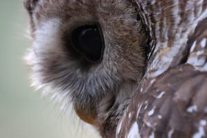 Mexican Spotted Owl