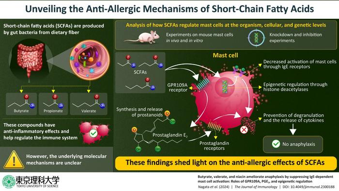 Metabolites from gut bacteria and their role in modulating allergic reactions.