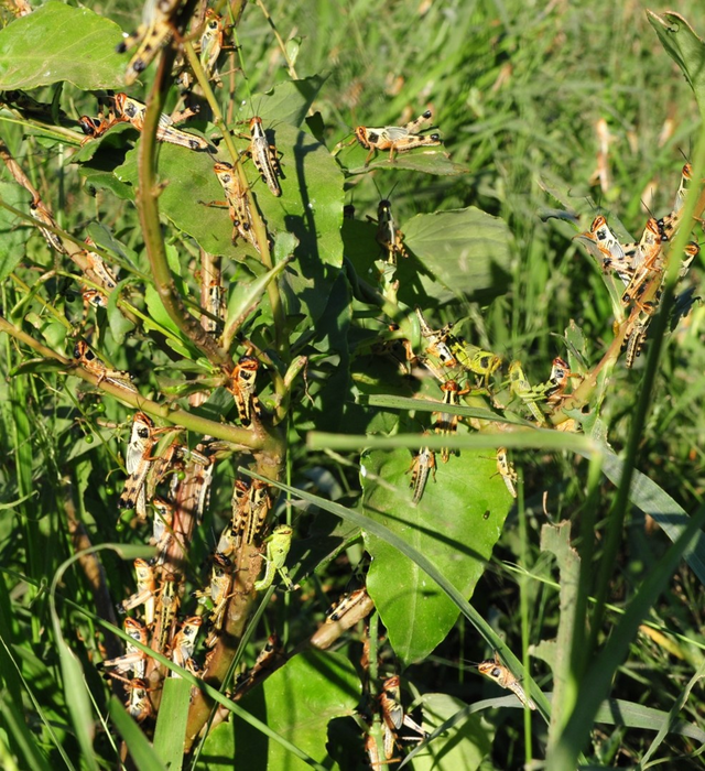 Locusts swarming plant [IMAGE] EurekAlert! Science News Releases