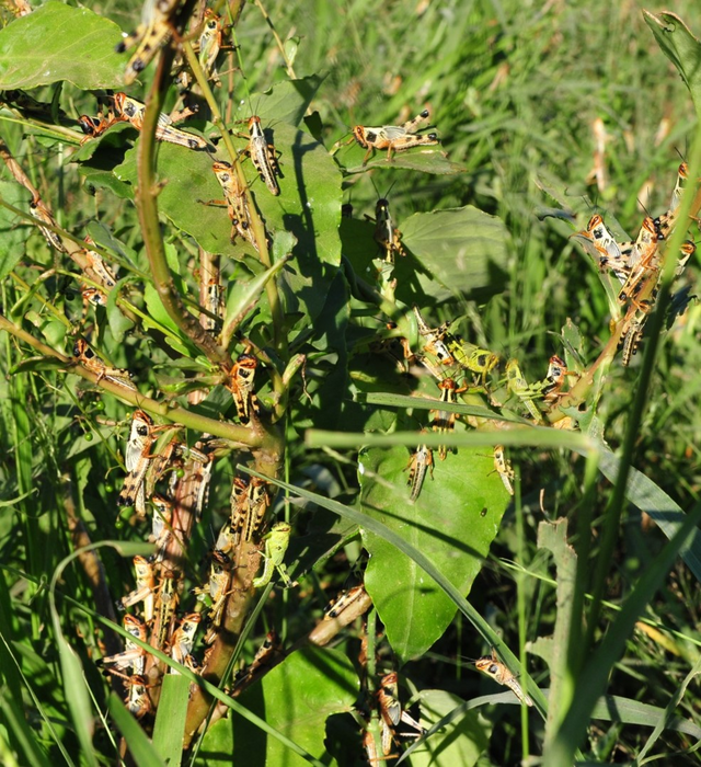 Locusts swarming plant
