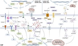 Cancer-associated fibroblasts crosstalk with cancer cells under inflammation and stress.