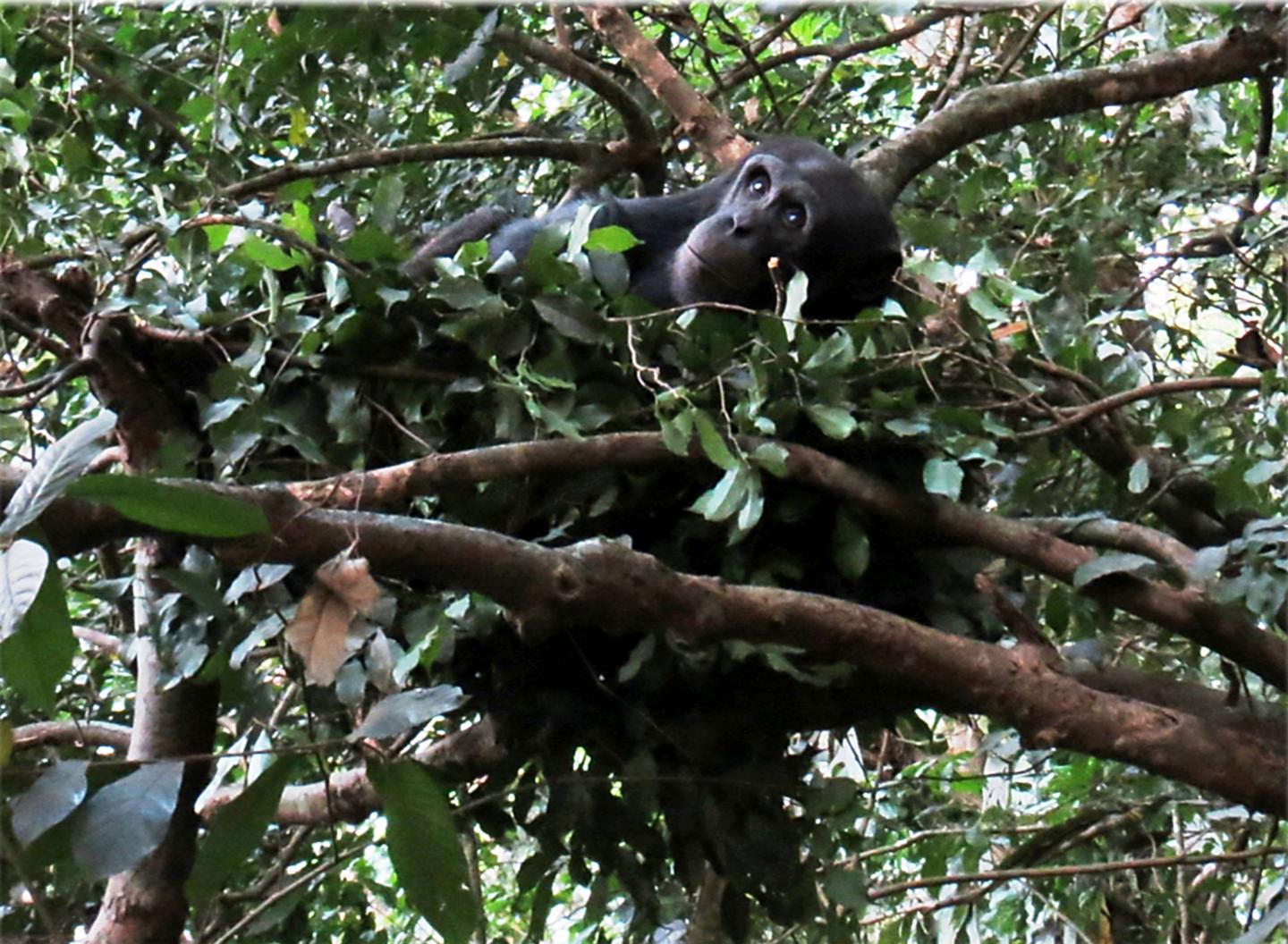 Chimpanzees Build Beds in Trees for a Comfy Night's Rest