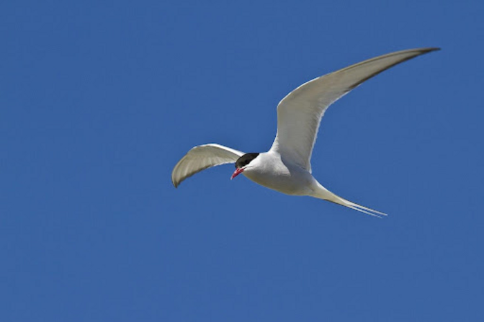 Arctic tern