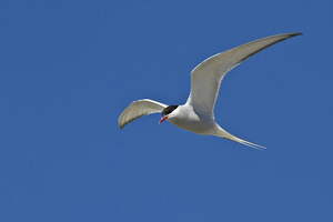 Arctic tern