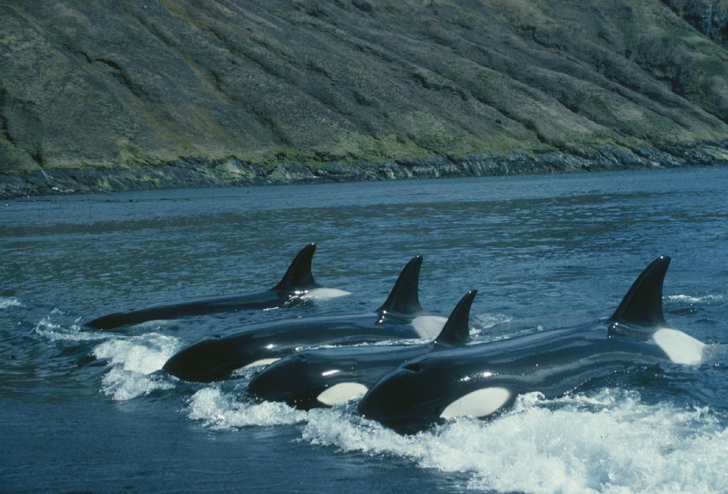Family Crucial to Orca Survival
