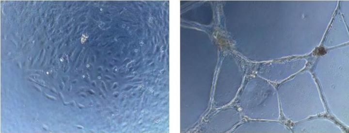 Antibodies in Action