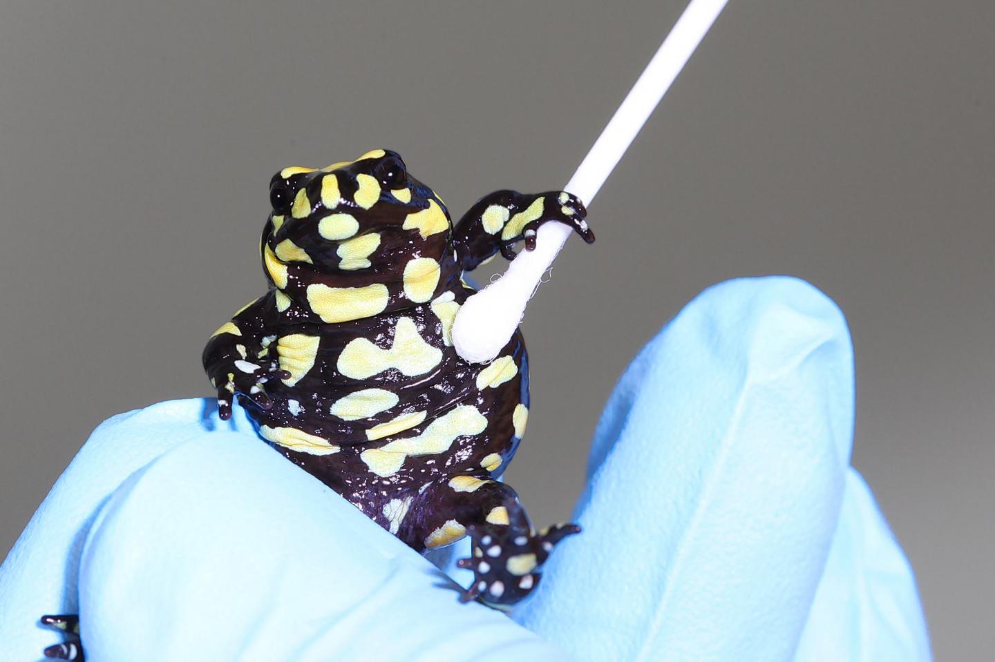 Corroboree Frog Getting Tested for Chytrid