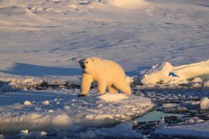 Polar Bear on Sea Ice