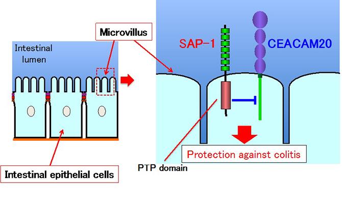 Localization of SAP-1 on the Brush-Border Microvilli of Intestinal Epithelial Cells