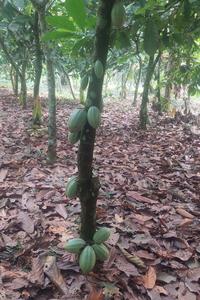 Healthy cacao tree